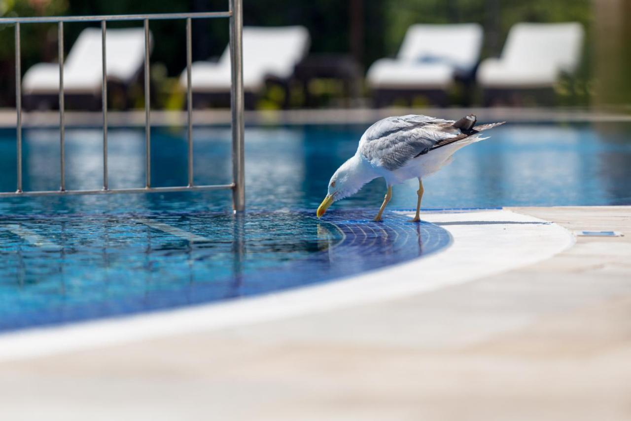 Villa Florence Boutique Apart Hotel Sveti Vlas Extérieur photo